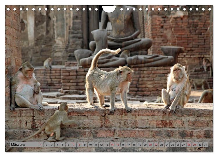 Produktbild: AFFEN AUS ASIEN Indonesien, Thailand, Indien (Wandkalender 2026 DIN A4 quer), CALVENDO Monatskalender