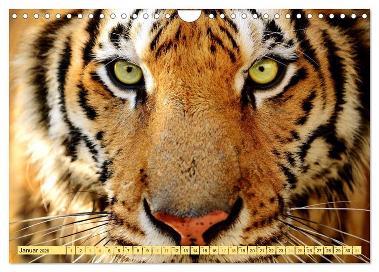 Produktbild: Tiere Schau mir in die Augen (Wandkalender 2026 DIN A4 quer), CALVENDO Monatskalender
