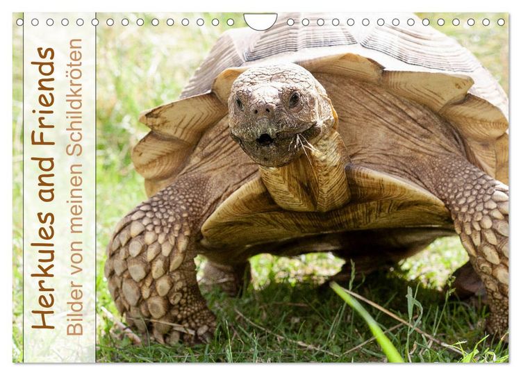 Produktbild: Herkules and Friends (Wandkalender 2026 DIN A4 quer), CALVENDO Monatskalender
