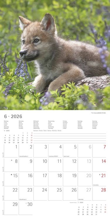 Produktbild: Wölfe 2026 - Broschürenkalender 30x30 cm (30x60 geöffnet) - Kalender mit Platz für Notizen - Wolves - Bildkalender - Wandplaner - Alpha Edition