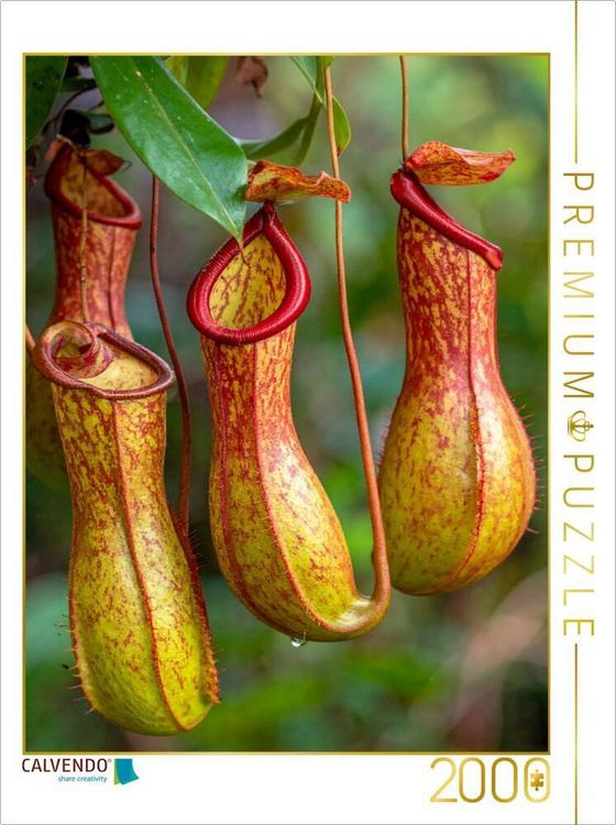Produktbild: CALVENDO Puzzle Fleischfressende Kannenpflanzen | 2000 Teile Lege-Gr&ouml;&szlig;e 90x67cm Foto-Puzzle f&uuml;r gl&uuml;ckliche Stunden