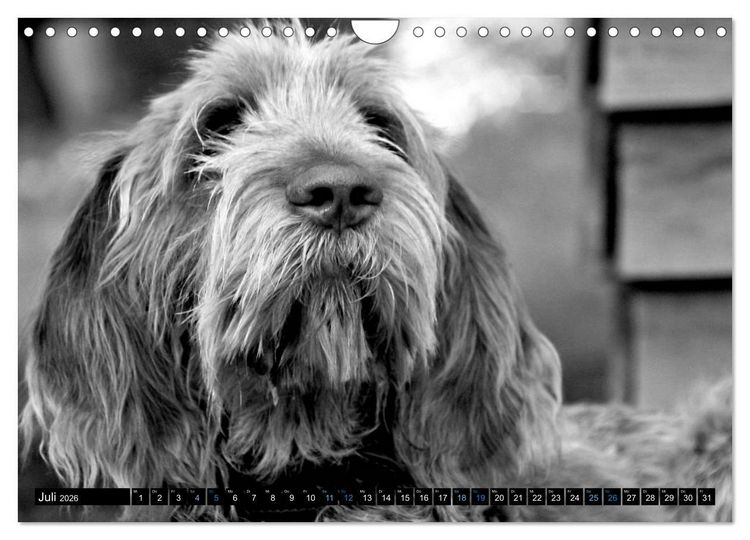 Produktbild: Carissimo Spinone Italiano (Wandkalender 2026 DIN A4 quer), CALVENDO Monatskalender