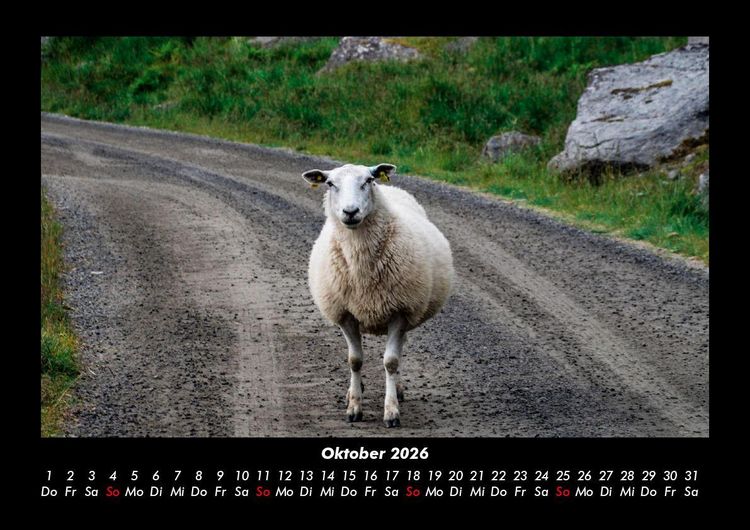 Produktbild: Tierkalender 2026 Fotokalender DIN A3