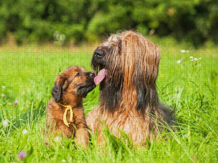 Produktbild: CALVENDO Puzzle Briard- H&uuml;ndin mit einem ihrer Welpen | 1000 Teile Lege-Gr&ouml;&szlig;e 64x48cm Foto-Puzzle f&uuml;r gl&uuml;ckliche Stunden