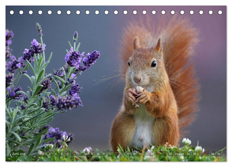 Produktbild: Eichh&ouml;rnchen in zauberhaften Posen (Tischkalender 2026 DIN A5 quer), CALVENDO Monatskalender