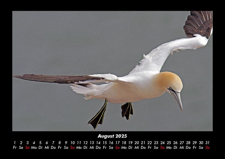 Produktbild: Vogelparadies 2025 Fotokalender DIN A3