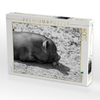Produktbild: CALVENDO Puzzle Minischwein Ferkel | 1000 Teile Lege-Gr&ouml;&szlig;e 64x48cm Foto-Puzzle f&uuml;r gl&uuml;ckliche Stunden
