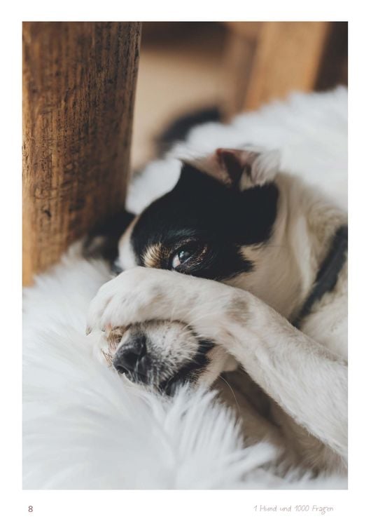 Produktbild: Ein Hund und 1000 Fragen