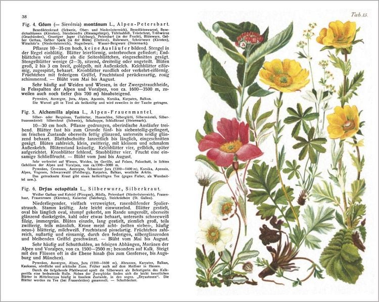 Produktbild: Alpenflora - der erste umfassende Naturf&uuml;hrer der alpinen Pflanzenwelt. &Uuml;ber 260 detaillierte, handgezeichnete Illustrationen und genaue Beschreibungen
