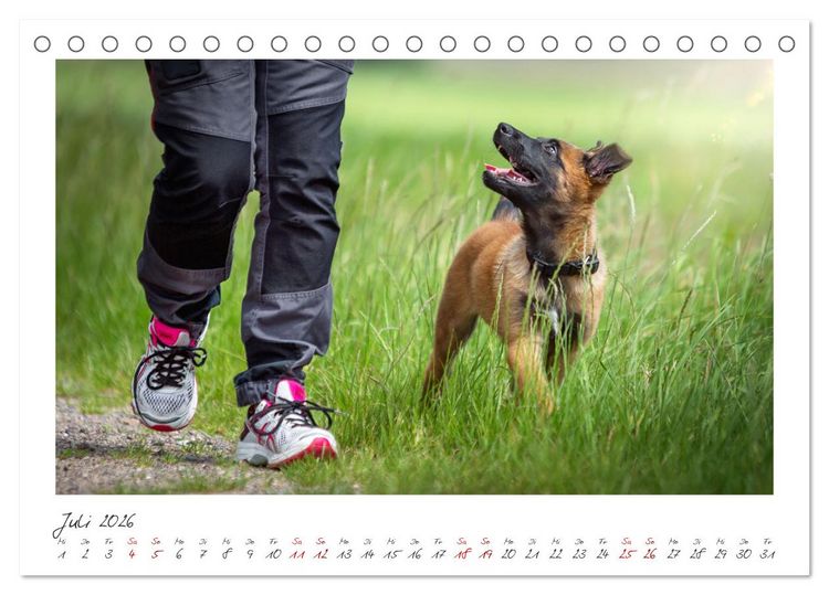 Produktbild: Traumhund Malinois (Tischkalender 2026 DIN A5 quer), CALVENDO Monatskalender