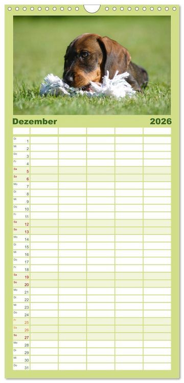 Produktbild: Familienplaner 2026 - Liebenswerte Rabauken - Rauhaardackel mit 5 Spalten (Wandkalender, 21 x 45 cm) CALVENDO