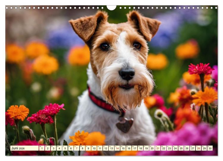 Produktbild: Drahthaar-Foxterrier (Wandkalender 2026 DIN A3 quer), CALVENDO Monatskalender