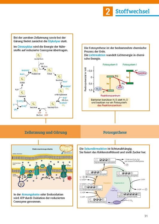 Produktbild: Klett Sicher im Abi Biologie