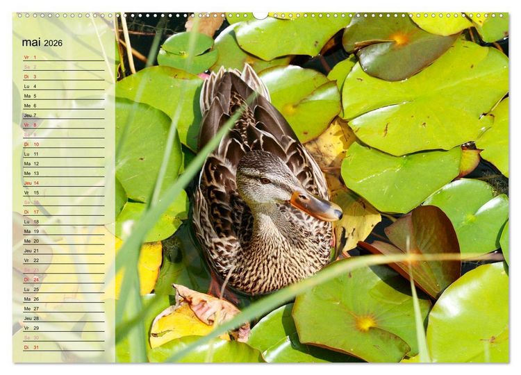 Produktbild: La vie paisible des canards (Calendrier mural 2026 DIN A2 vertical), CALVENDO calendrier mensuel
