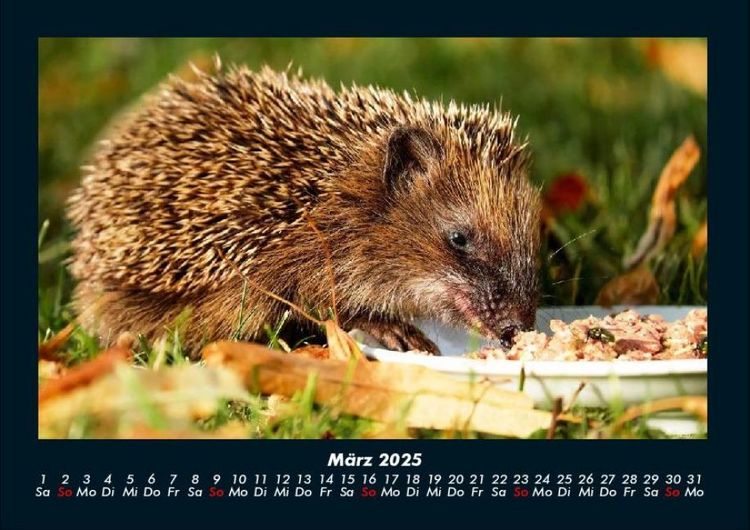 Produktbild: Welt der Tiere 2025 Fotokalender DIN A4
