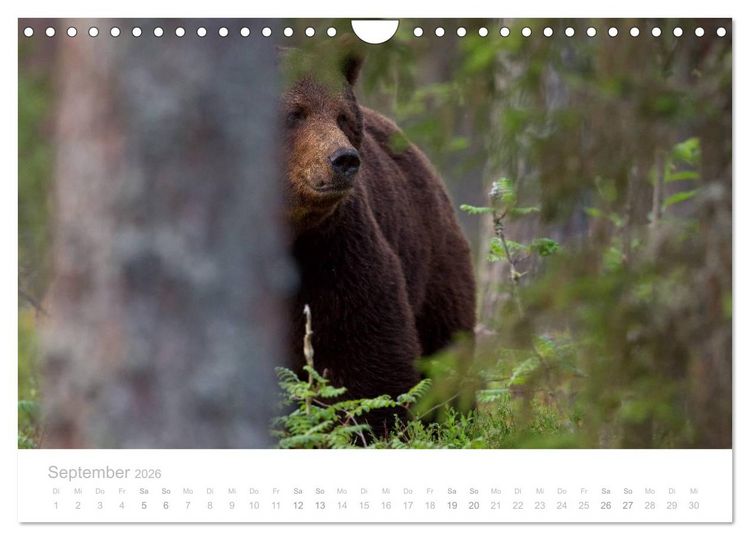 Produktbild: Braunb&auml;ren - pelzige Riesen in Finnlands W&auml;ldern (Wandkalender 2026 DIN A4 quer), CALVENDO Monatskalender