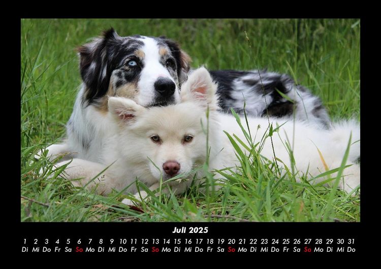 Produktbild: Hundezauber 2025 Fotokalender DIN A3