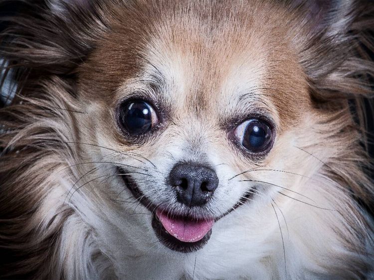 Produktbild: CALVENDO Puzzle Lachender Chihuahua | 1000 Teile Lege-Gr&ouml;&szlig;e 64x48cm Foto-Puzzle f&uuml;r gl&uuml;ckliche Stunden