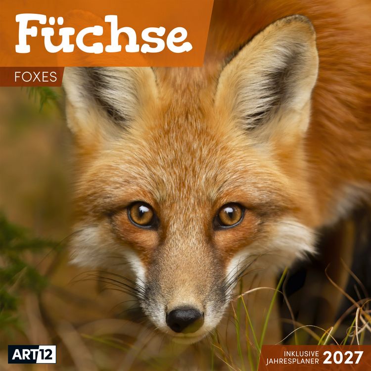 Produktbild: F&uuml;chse Kalender 2027 - 30x30 - Art12