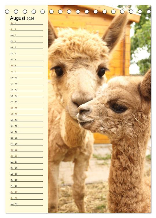 Produktbild: Alpakas zum Knuddeln gerne (Tischkalender 2026 DIN A5 hoch), CALVENDO Monatskalender
