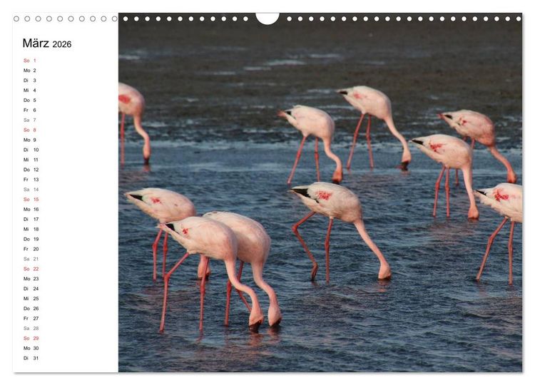 Produktbild: Namibia - Tierische Vielfalt (Planer) (Wandkalender 2026 DIN A3 quer), CALVENDO Monatskalender