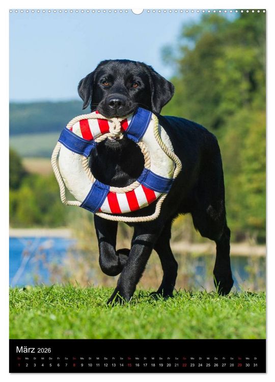 Produktbild: Faszination Labrador Retriever (hochwertiger Premium Wandkalender 2026 DIN A2 hoch), Kunstdruck in Hochglanz