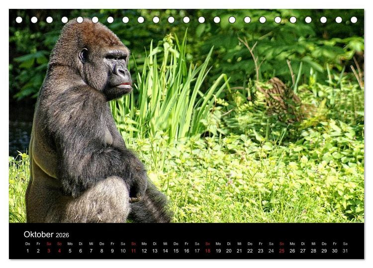Produktbild: Gorillas - Die sanften Wilden (Tischkalender 2026 DIN A5 quer), CALVENDO Monatskalender