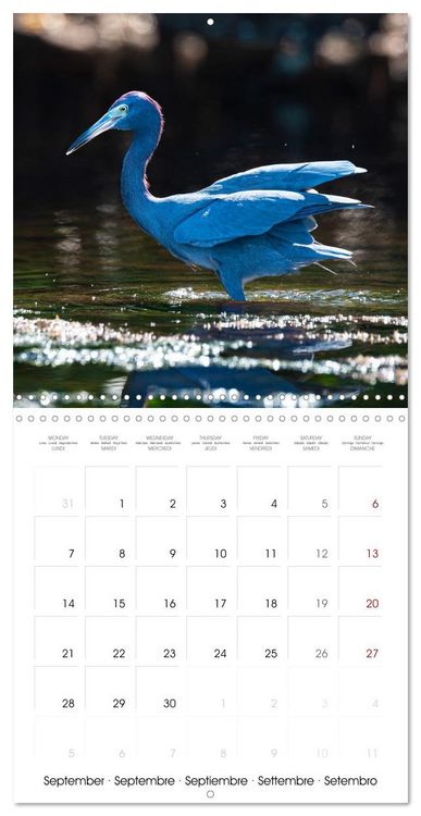 Produktbild: The beauty of herons and egrets (Wall Calendar 2026 12 &times; 12 Inch) CALVENDO 12 Month Wall Calendar