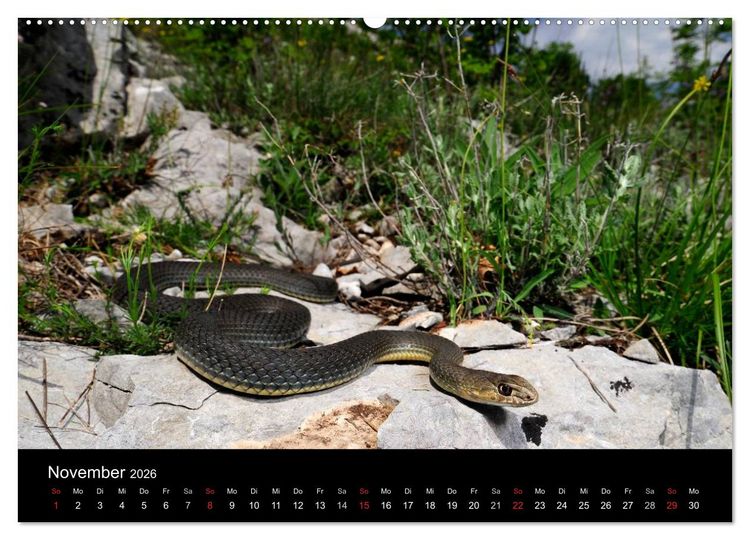 Produktbild: Schlangen (hochwertiger Premium Wandkalender 2026 DIN A2 quer), Kunstdruck in Hochglanz