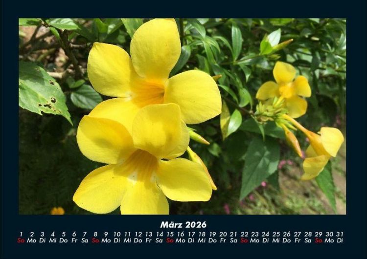 Produktbild: Blumenkalender 2026 Fotokalender DIN A4