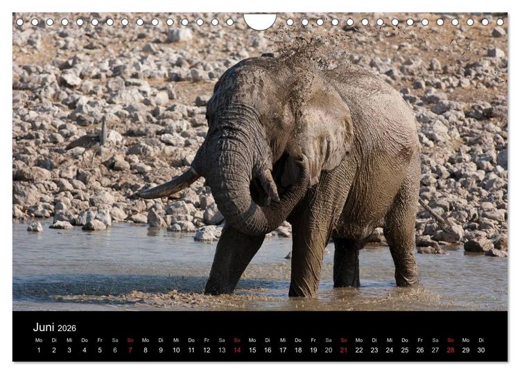 Produktbild: Wildlife Namibia (Wandkalender 2026 DIN A4 quer), CALVENDO Monatskalender