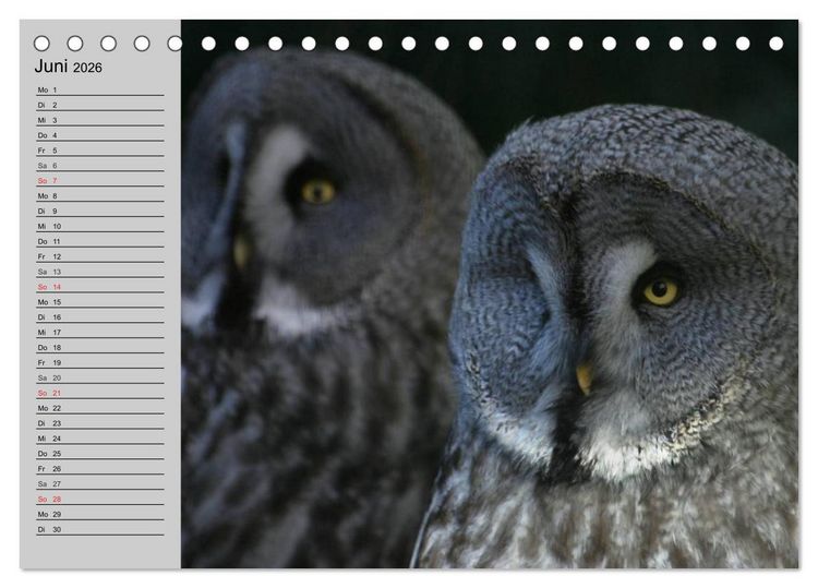 Produktbild: Eulen. Gefiederte Weisheit (Tischkalender 2026 DIN A5 quer), CALVENDO Monatskalender