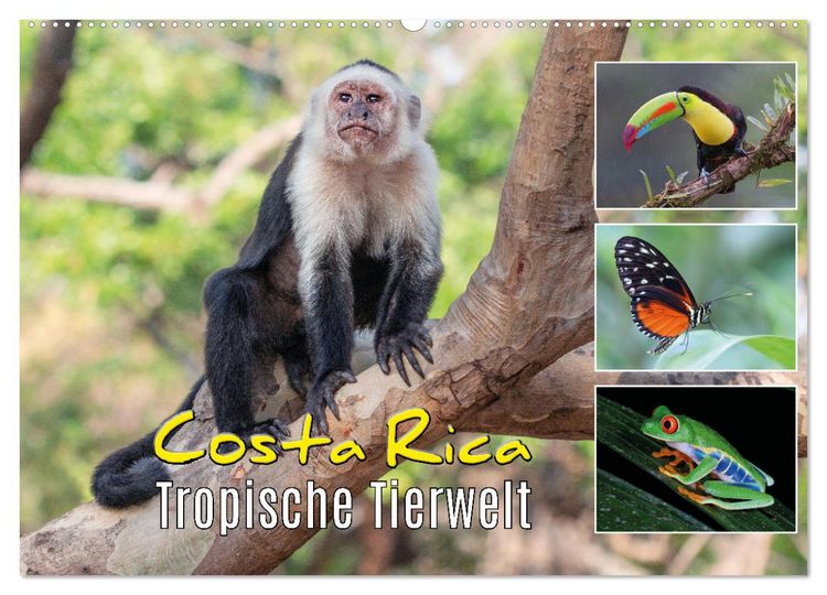 Produktbild: Costa Rica - Tropische Tierwelt (Wandkalender 2026 DIN A2 quer), CALVENDO Monatskalender