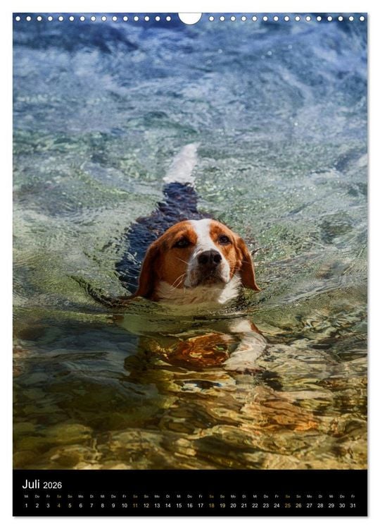 Produktbild: Beagle Action - Wilde Kuscheltiere (Wandkalender 2026 DIN A3 hoch), CALVENDO Monatskalender