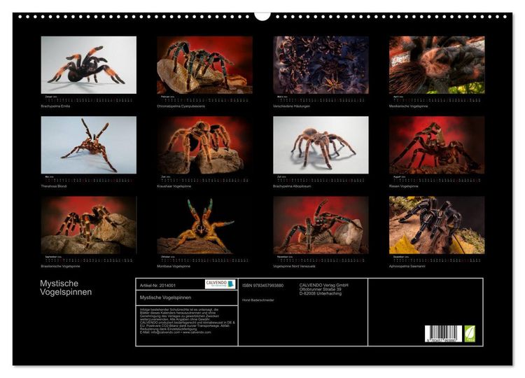 Produktbild: Mystische Vogelspinnen (Wandkalender 2026 DIN A2 quer), CALVENDO Monatskalender