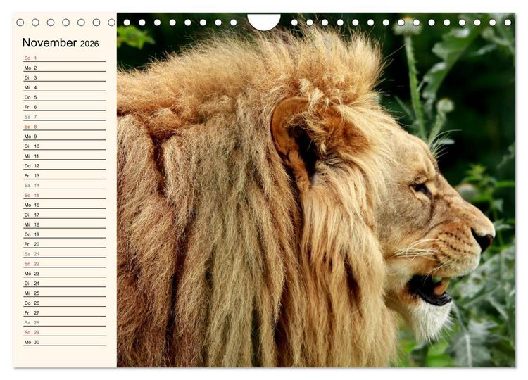 Produktbild: L&ouml;wen (Wandkalender 2026 DIN A4 quer), CALVENDO Monatskalender