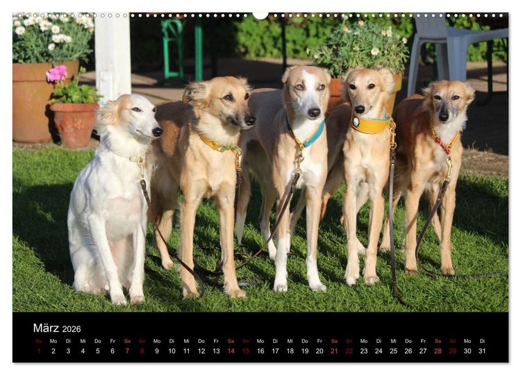 Produktbild: Der Silken Windsprite - ein Seelenhund (hochwertiger Premium Wandkalender 2026 DIN A2 quer), Kunstdruck in Hochglanz