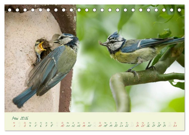 Produktbild: Elternzeit - das Familienleben der Blaumeisen (Tischkalender 2026 DIN A5 quer), CALVENDO Monatskalender