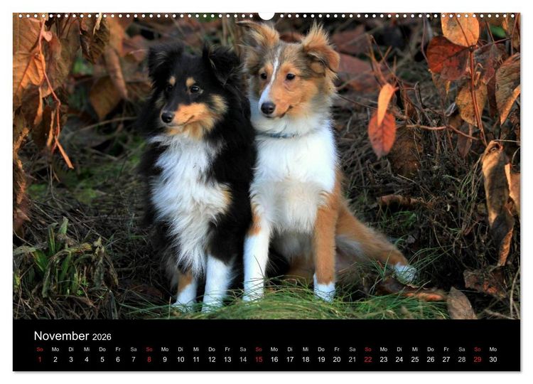 Produktbild: Shelties 2026 (Wandkalender 2026 DIN A2 quer), CALVENDO Monatskalender