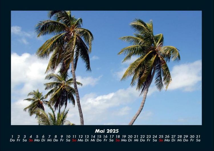 Produktbild: Palmen 2025 Fotokalender DIN A4