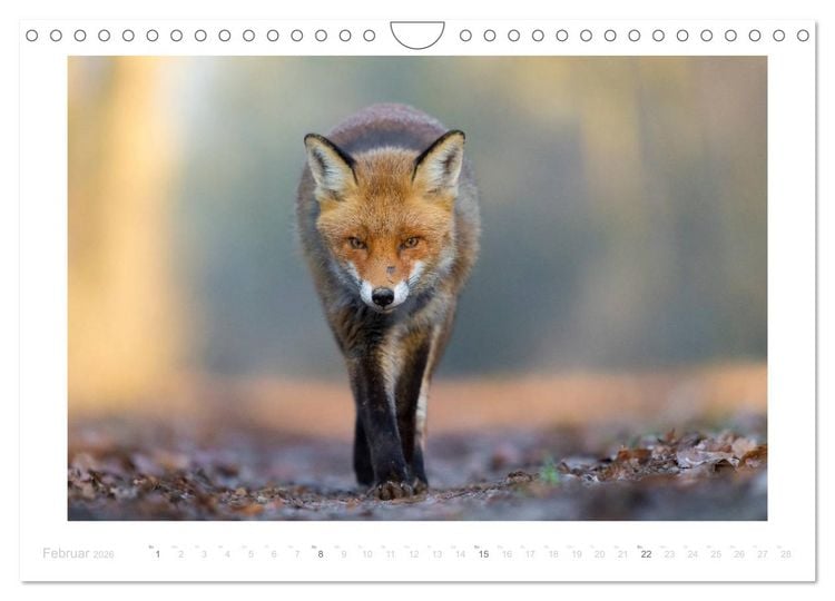 Produktbild: Der Rotfuchs (Wandkalender 2026 DIN A4 quer), CALVENDO Monatskalender