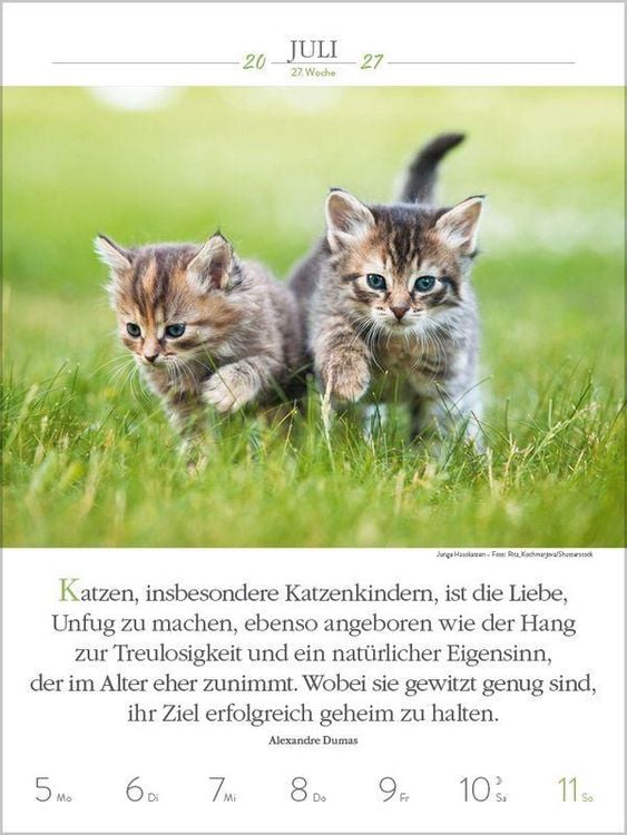 Produktbild: Literaturkalender Katzen 2027
