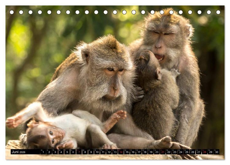 Produktbild: Ubud - Bali (Tischkalender 2026 DIN A5 quer), CALVENDO Monatskalender