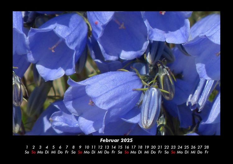 Produktbild: Blumentr&auml;ume 2025 Fotokalender DIN A3
