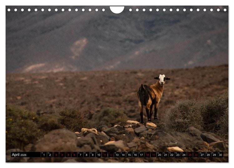 Produktbild: Fuerteventura - Eine Reise &uuml;ber die Vulkaninsel (Wandkalender 2026 DIN A4 quer), CALVENDO Monatskalender