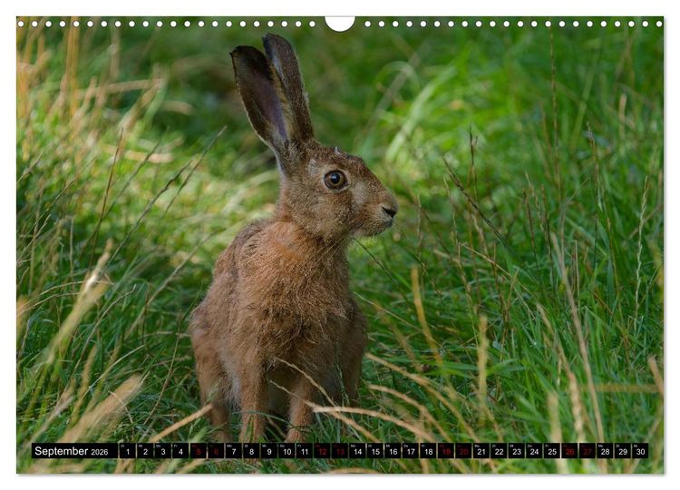 Produktbild: Wildtiere des Paderborner Landes (Wandkalender 2026 DIN A3 quer), CALVENDO Monatskalender