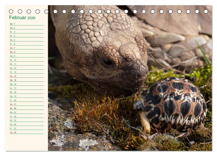 Produktbild: Meine Schildkr&ouml;ten - Geburtstagskalender (Tischkalender 2026 DIN A5 quer), CALVENDO Monatskalender