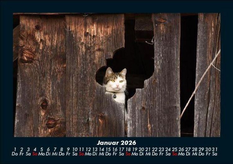 Produktbild: F&uuml;r Katzenfreunde 2026 Fotokalender DIN A5