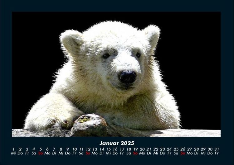Produktbild: Eisb&auml;ren 2025 Fotokalender DIN A4