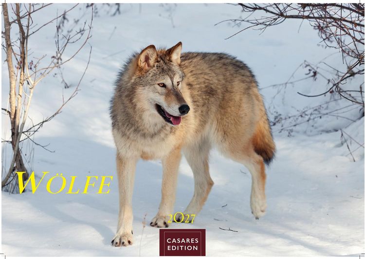 Produktbild: W&ouml;lfe Kalender 2027 &ndash; Wandkalender | Fotokalender Tierkalender 35x50cm Grosses Format - . mit faszinierenden Wolf-Motiven,.